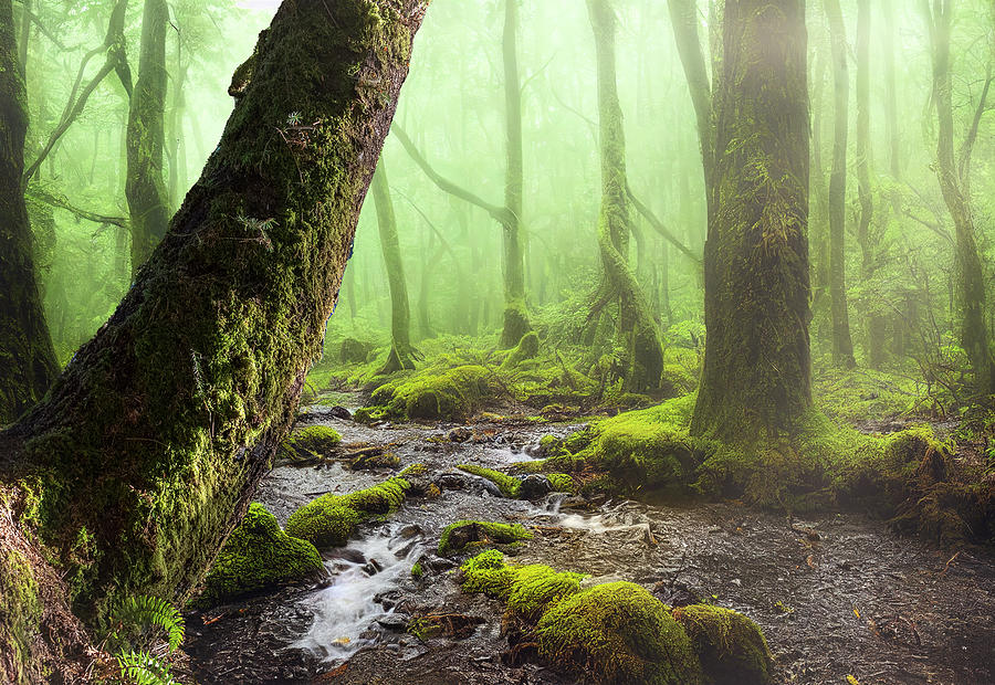 Deep forest mist Photograph by Bill Posner