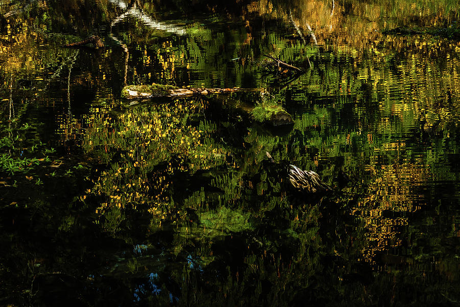 Deep Forest Pond Photograph