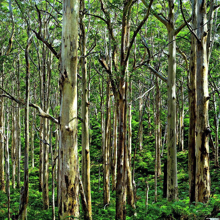 Deep Forest Triptych_3 Photograph by Az Jackson