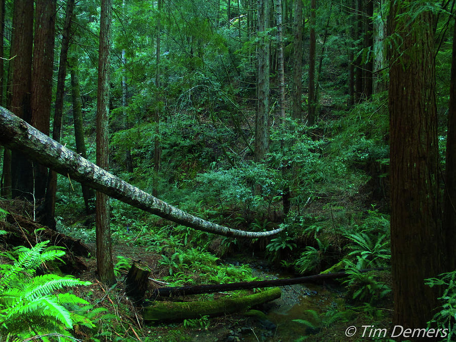 Deep in a redwood forest, Jackson State Forest Photograph by Tim Demers