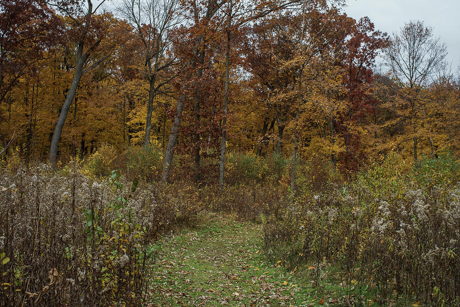 Deep in Autumn Color Photograph by Kimberly Mackowski
