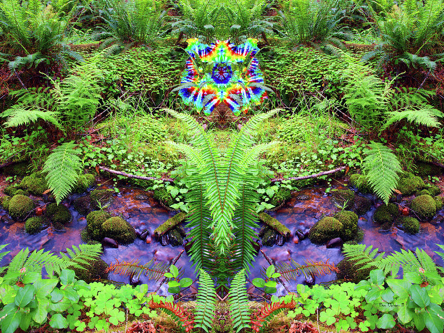 Deep in the Heart of Fern Forest where Psychedelia Grows Photograph by Ben Upham III