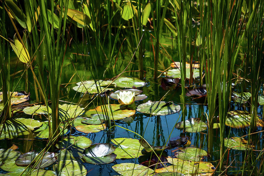 Deep In The Lily Pond Photograph