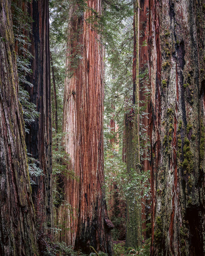 Deep In The Redwoods Photograph