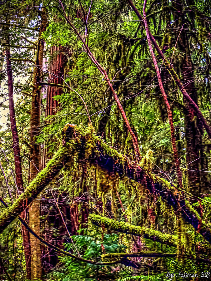 Deep In The Underbrush Of An Old Growth Redwood Forest Photograph By