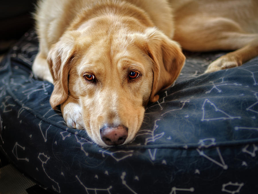 Deep In Thought animals - pets- Yellow Labrador Retriever Photograph by Ann Powell