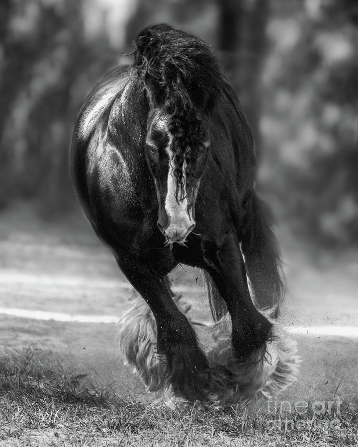 Black Blagdon Gypsy Vanner Stallion Cantering Photograph by Mareish ...