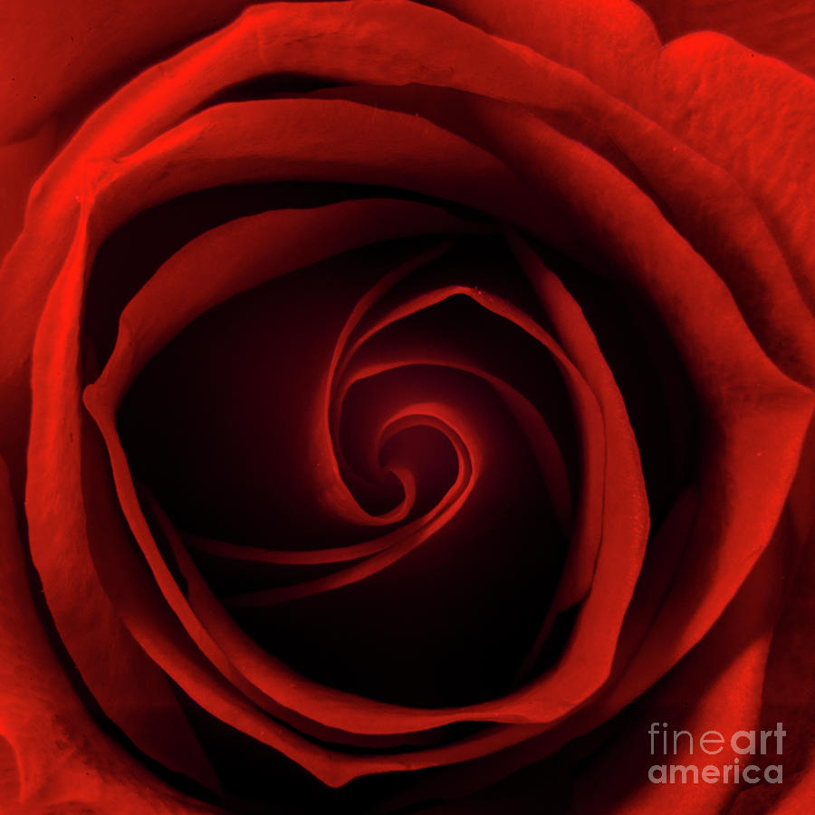 Dark Red Rose Photo Red Rose Photograph Rose Fine Art Print Deep Red Rose  Print Red Garden Rose Rose Photograph Macro Flower Print 