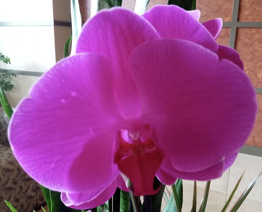 Deep Magenta Orchid #2 Photograph by Vickie G Buccini