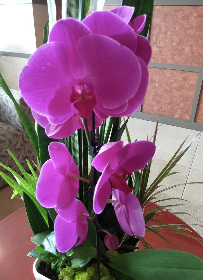 Deep Magenta Orchid Photograph by Vickie G Buccini