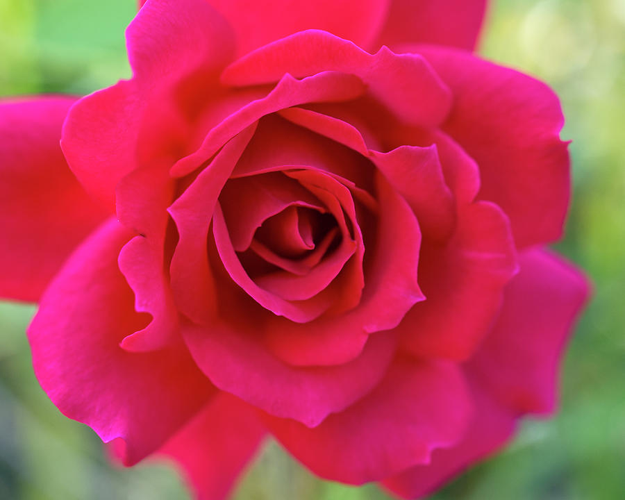 Rose Photograph - Deep Magenta Rose by Iris Richardson