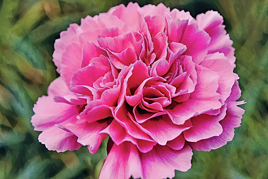 Deep Pink And Artful Carnation Flower Photograph