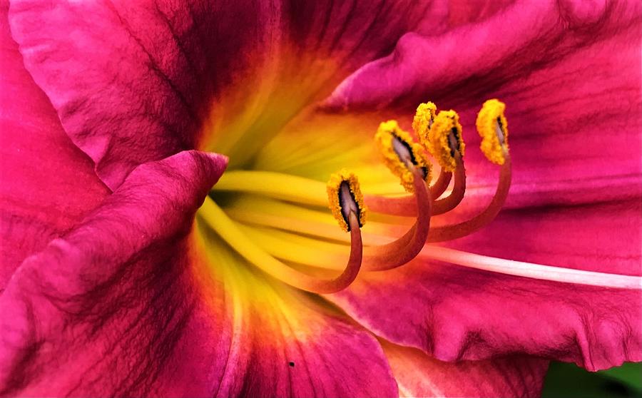 Deep Pink Daylily Photograph by Bruce Bley