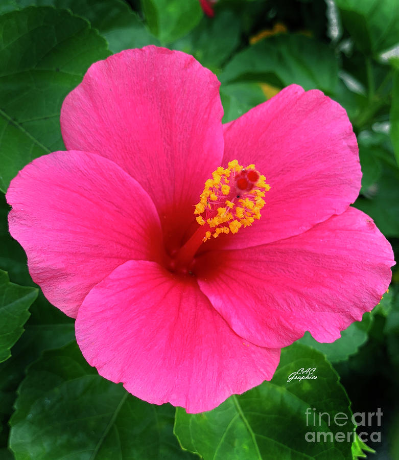 Deep Pink Hibiscus Photograph by CAC Graphics
