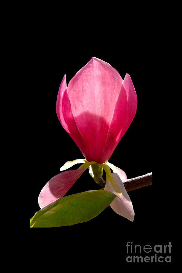 Deep Pink Magnolia on a transparent background Photograph by Terri Waters