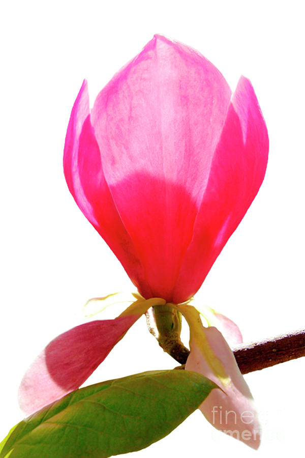 Deep Pink Magnolia Photograph