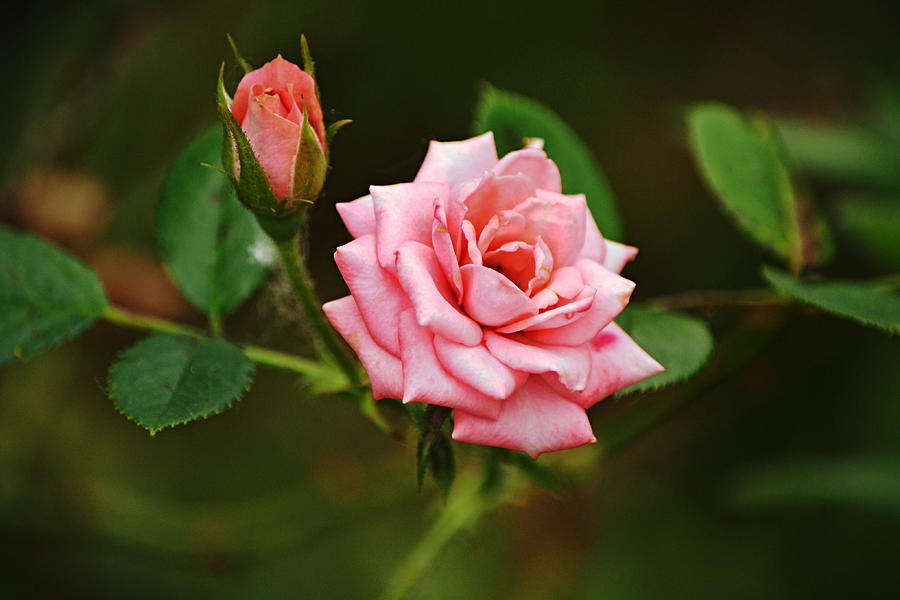 Deep Pink Rose Bloom Photograph by Gaby Ethington | Fine Art America