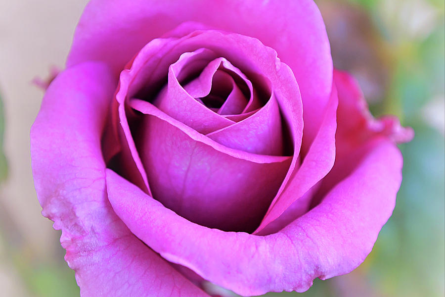 Deep Pink Rose Bud Close Up Photograph by Gaby Ethington