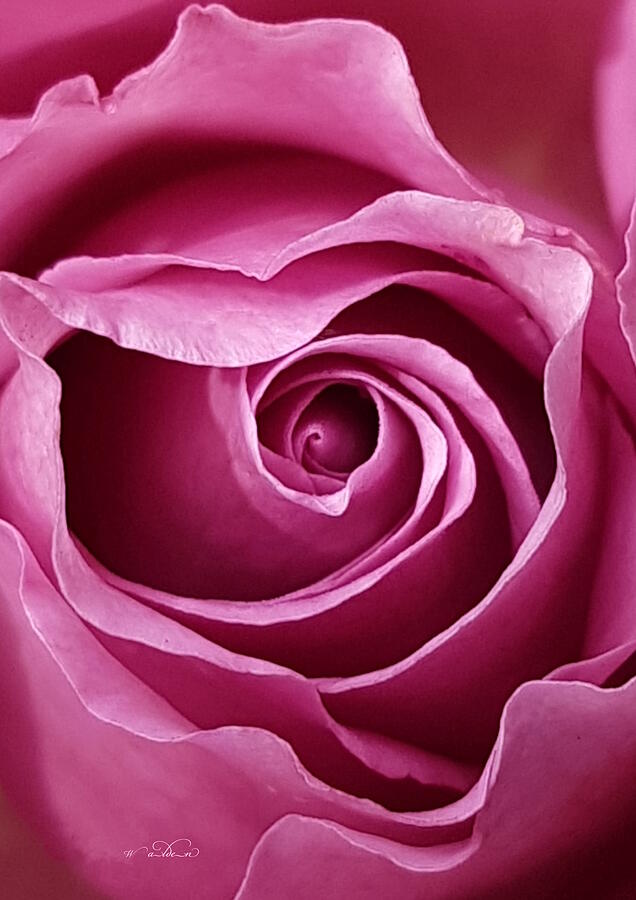Deep Pink Rose Portrait Photograph by Carol Walden Deep Pink Rose Portrait Photograph by Carol Walden