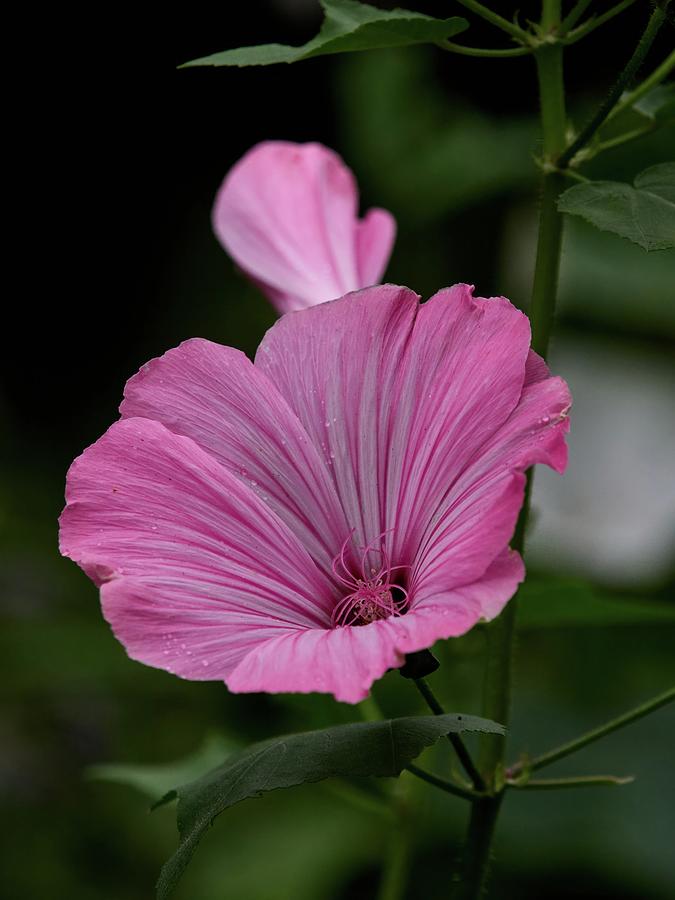 Flowers Still Life Photograph - Deep pinks. Royal mallow by Jouko Lehto