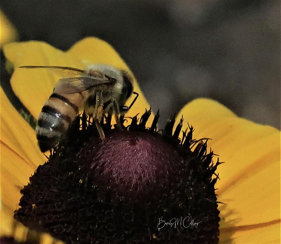 Deep Purple and Honeybee Photograph by Beverly M Collins