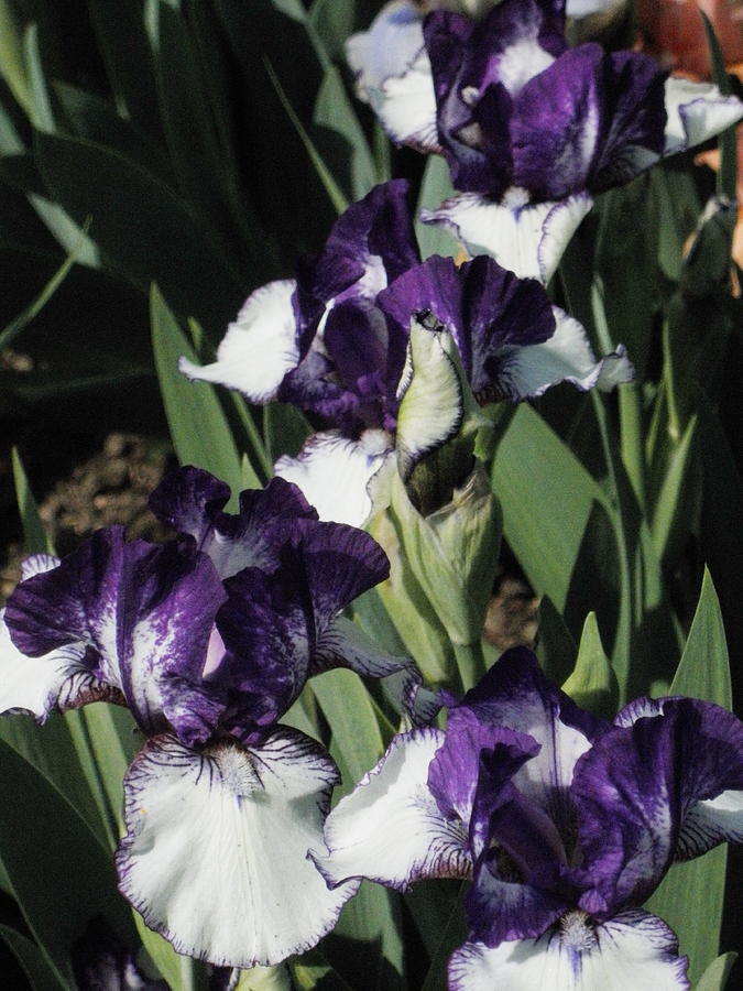 Deep Purple and White Iris Photograph by Barbara Keith