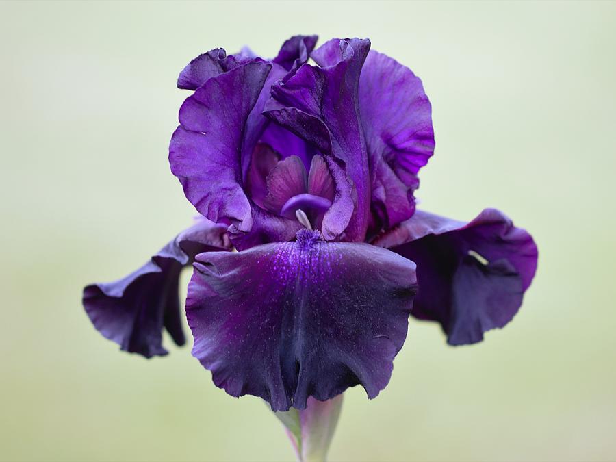 Deep Purple German Iris Photograph by Joseph Skompski
