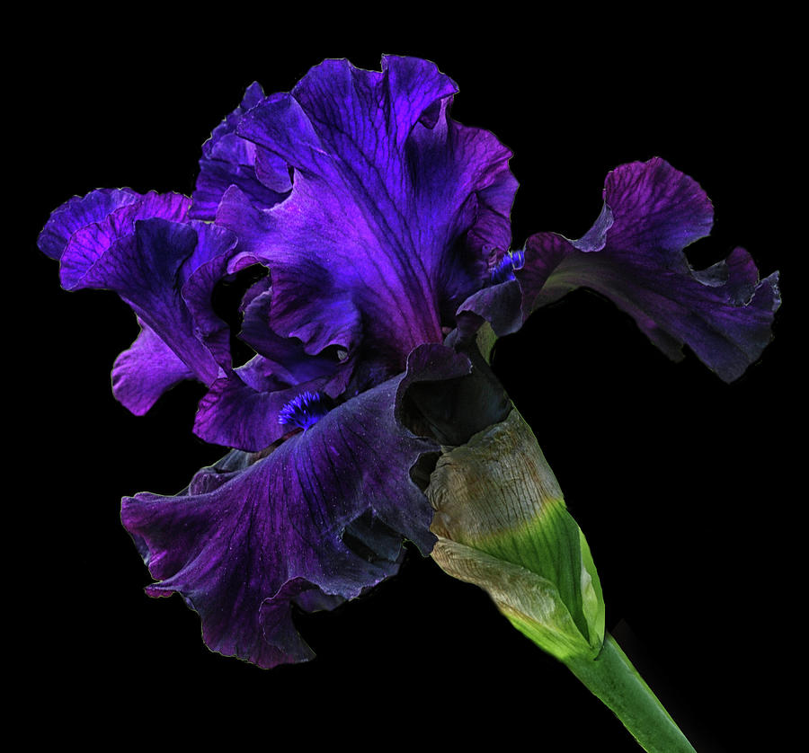 Deep Purple Iris Photograph by Dave Mills