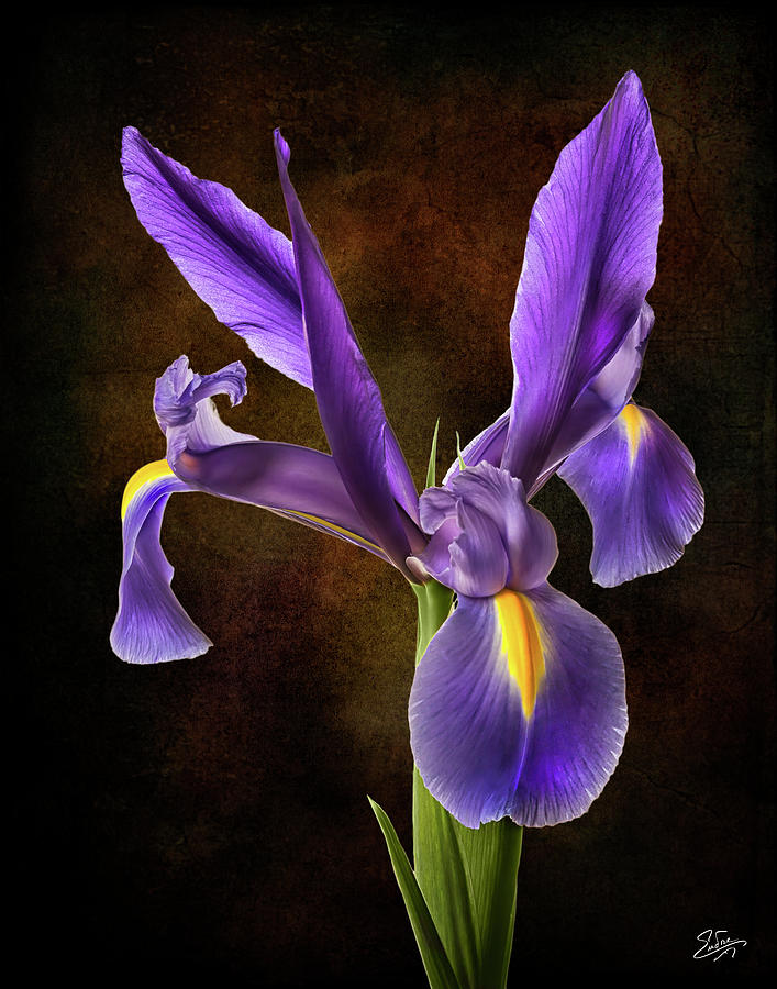 Deep Purple Iris Photograph by Endre Balogh