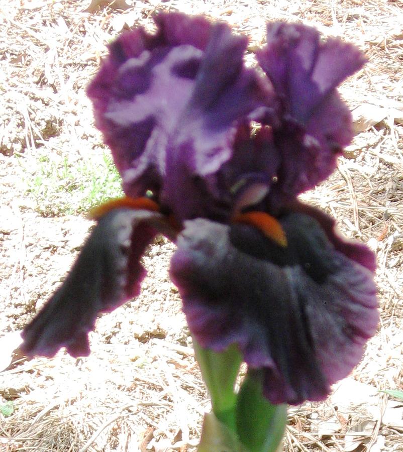 Deep Purple Iris - Raleigh NC  Photograph by Catherine Ludwig Donleycott