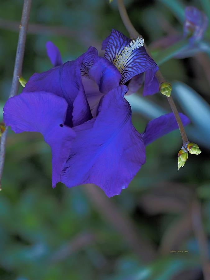Deep Purple Iris Photograph by Richard Thomas