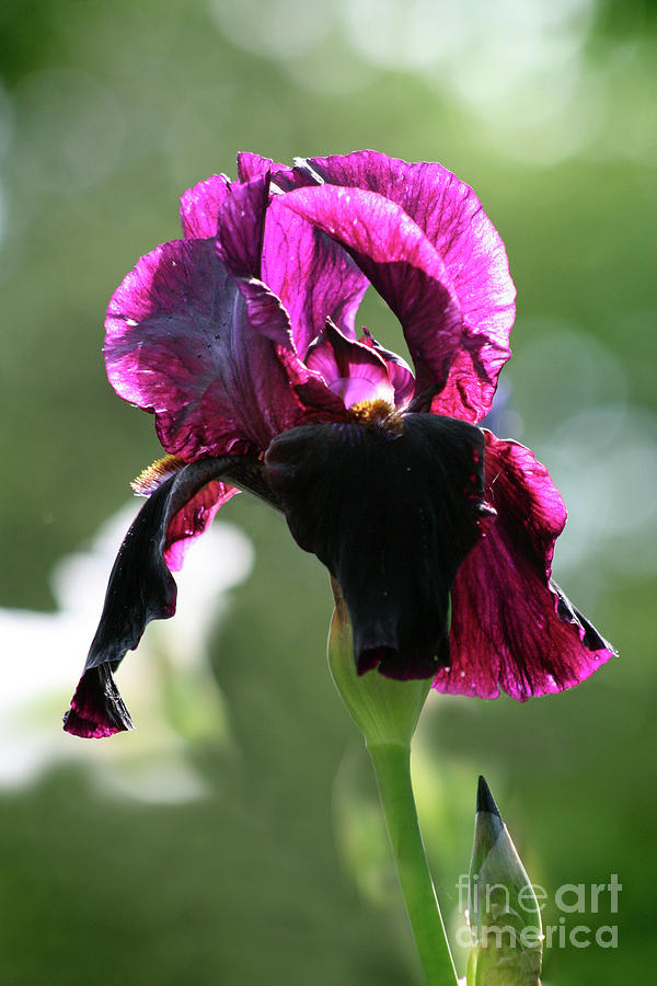 Deep Purple Iris Photograph by Tina Uihlein