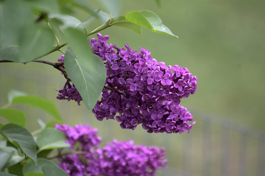 Deep Purple Lilacs Photograph