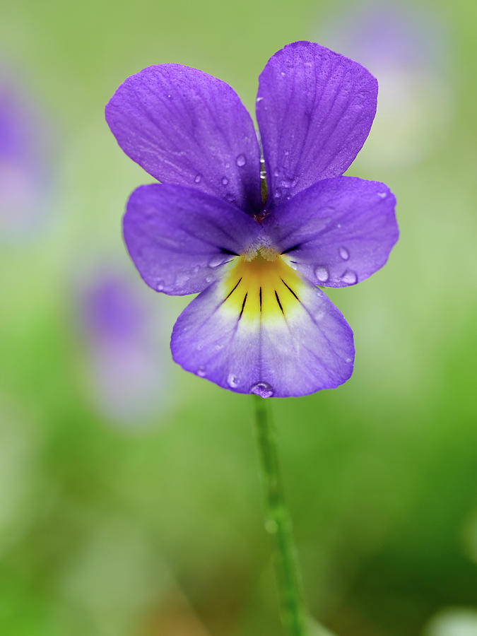 Deep purple Wild pansy Photograph by Jouko Lehto