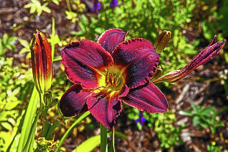 Deep Red Day Lily Foliage Background 0719 Photograph by David Frederick