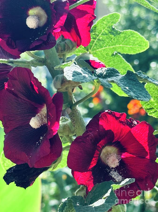 Deep Red Hollyhocks in Afternoon Shadows Photograph by Janette Boyd