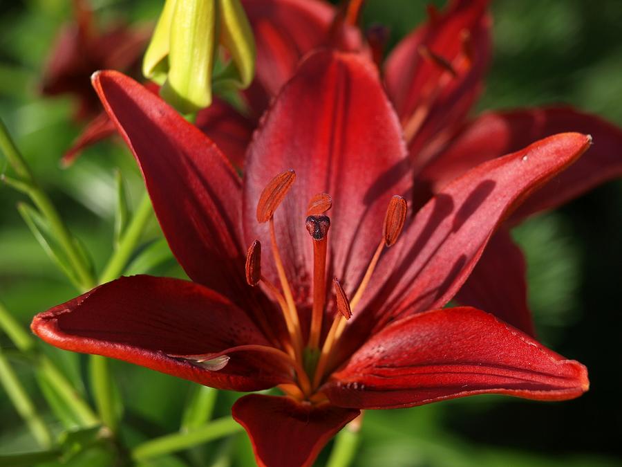 Deep Red Lily Photograph by Danny Boyce - Fine Art America