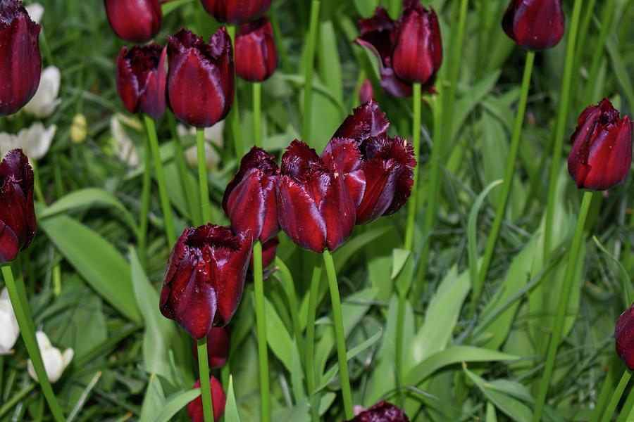 Deep red parrot tulips Photograph by Lisa Crawford - Pixels