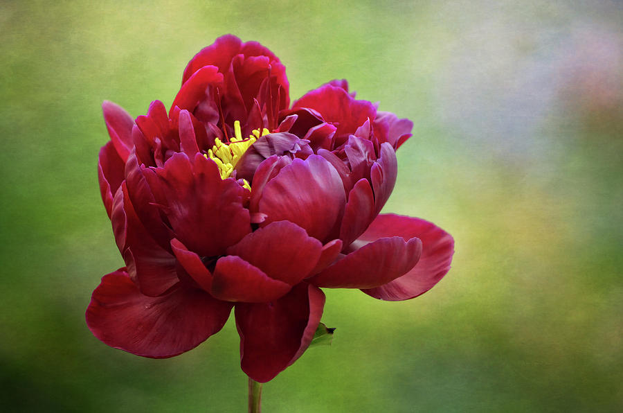 Deep Red Peony Photograph by Maria Angelica Maira
