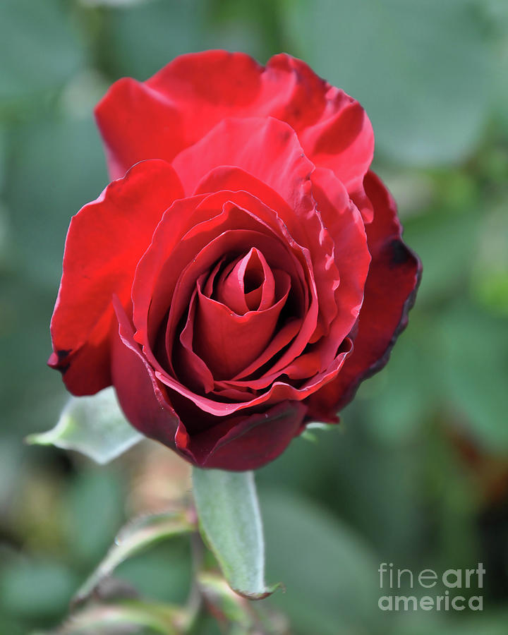 Deep Red Rose Bloom Digital Art by Kirt Tisdale