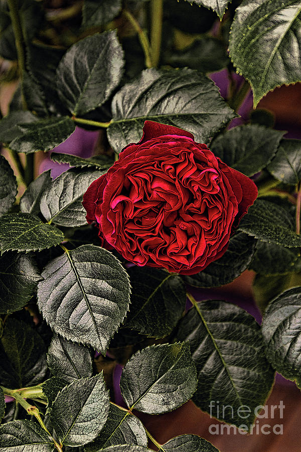 Deep Red Rose Photograph by Elaine Teague
