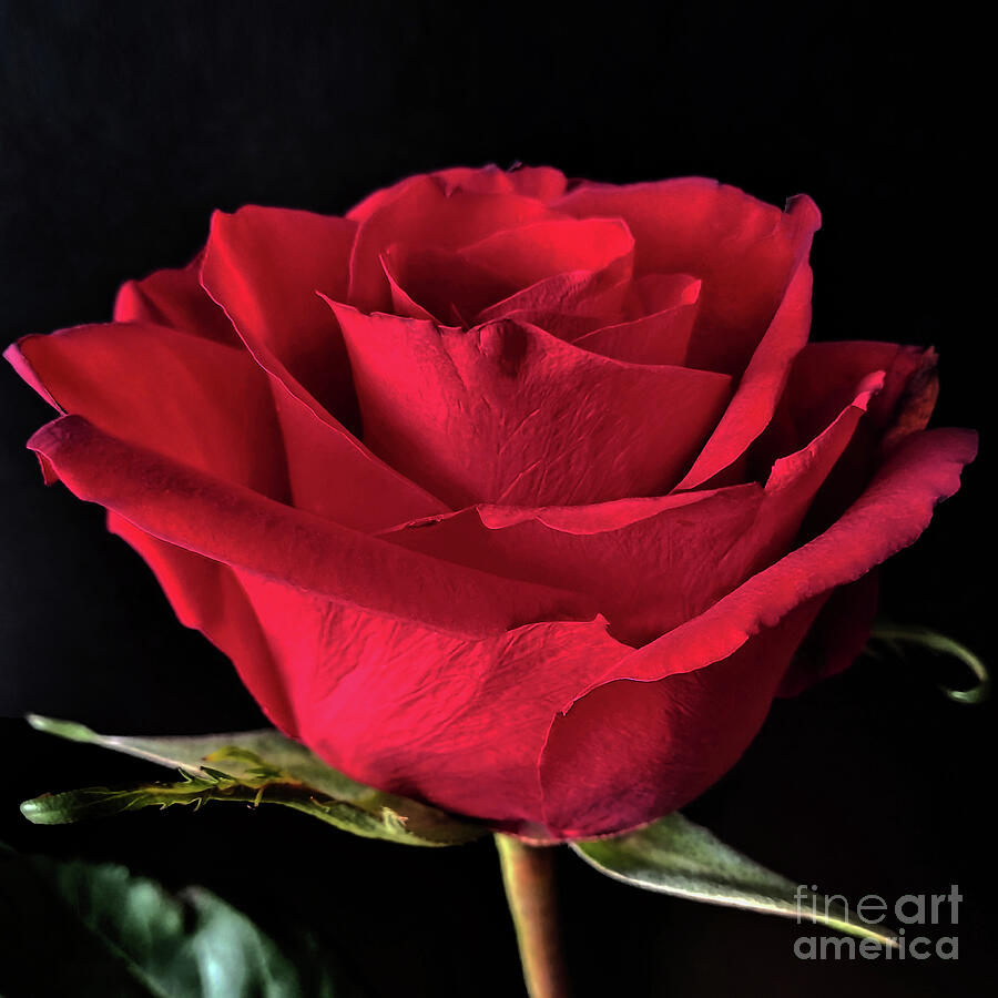 Deep Red Rose Photograph by Jasna Dragun - Fine Art America