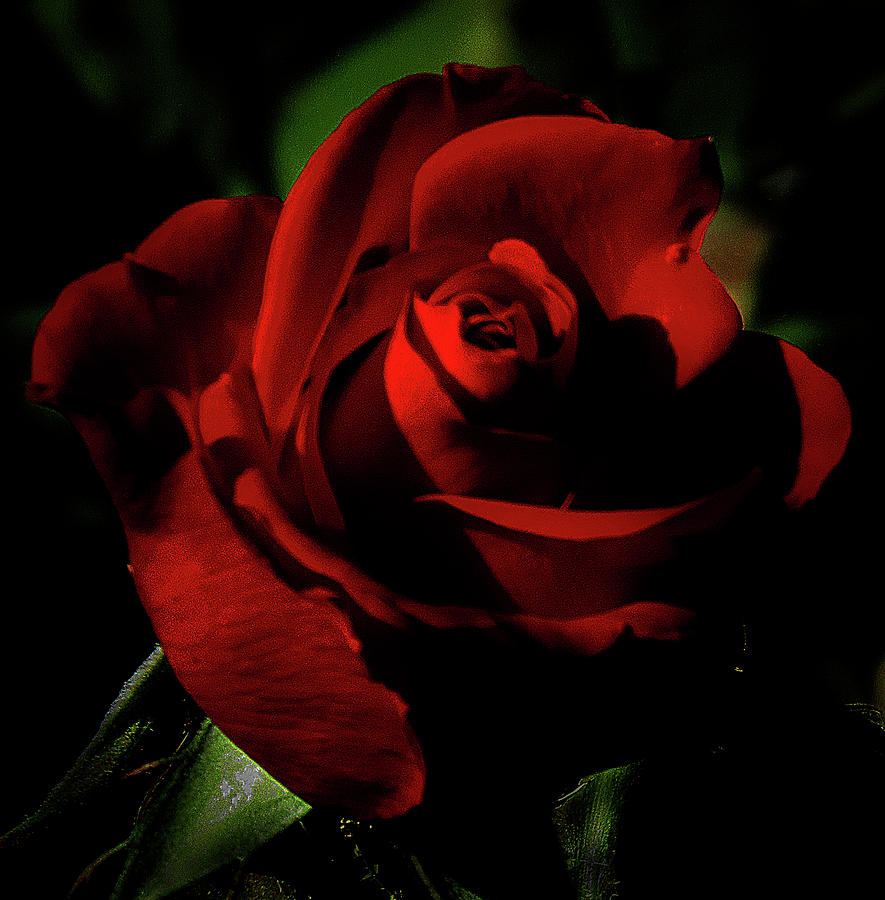 Deep Red Rose Photograph by Randall Arthur