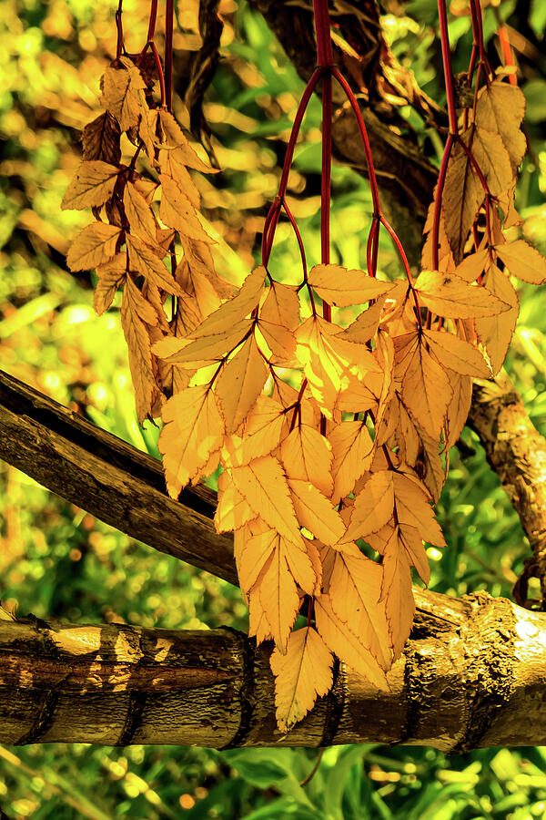 Deep Rich Autumn Colors Photograph by Leslie Struxness