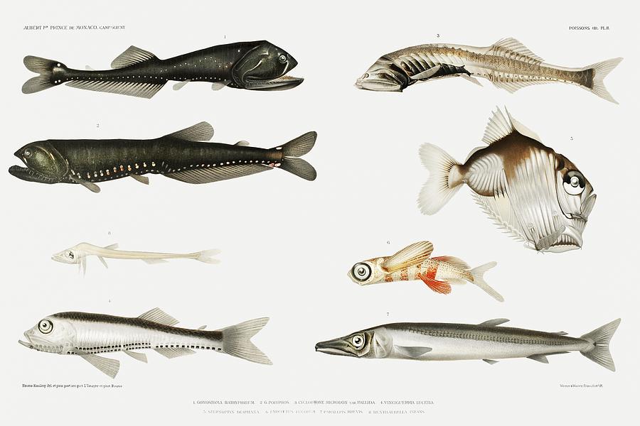 Antique Fish Poster by Les Classics