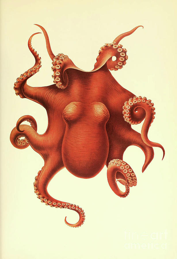 Deep Sea Octopus Drawing by Flavia Westerwelle
