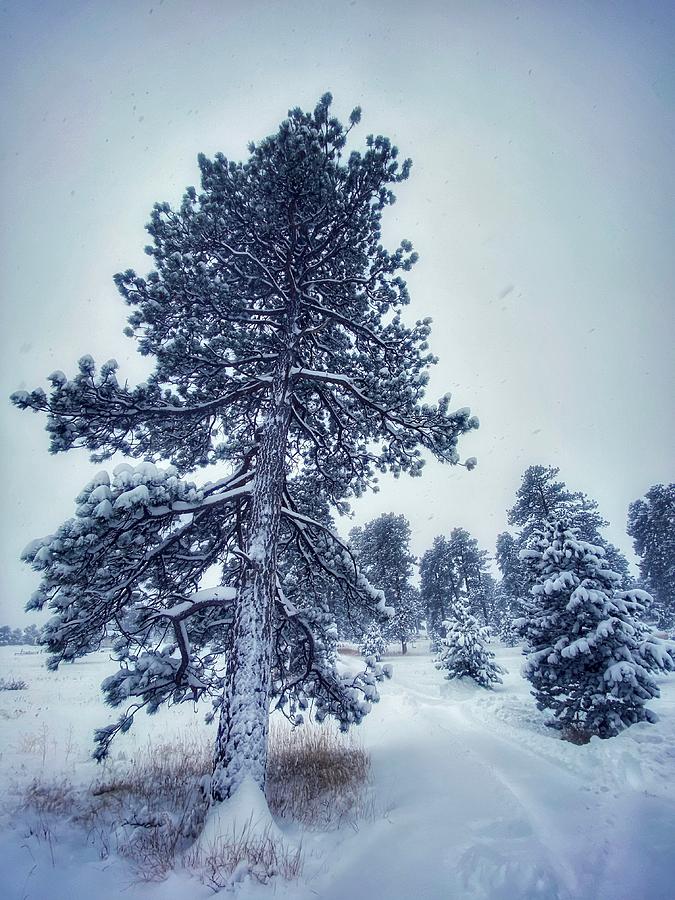 Deep Snow, Bergen Park Photograph by Dan Miller