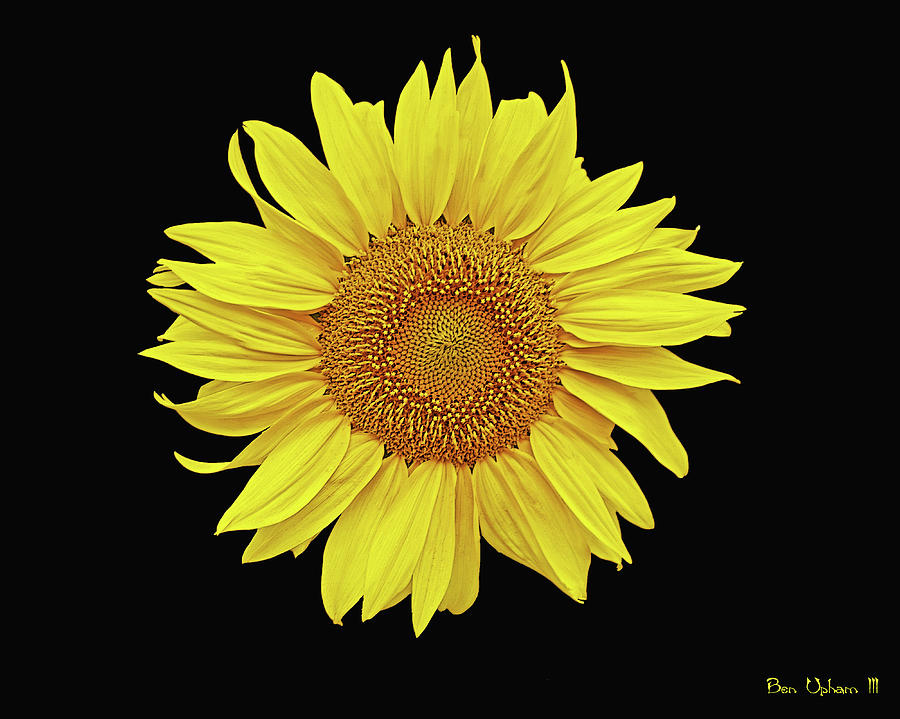 Deep Space Sunflower Photograph by Ben Upham III