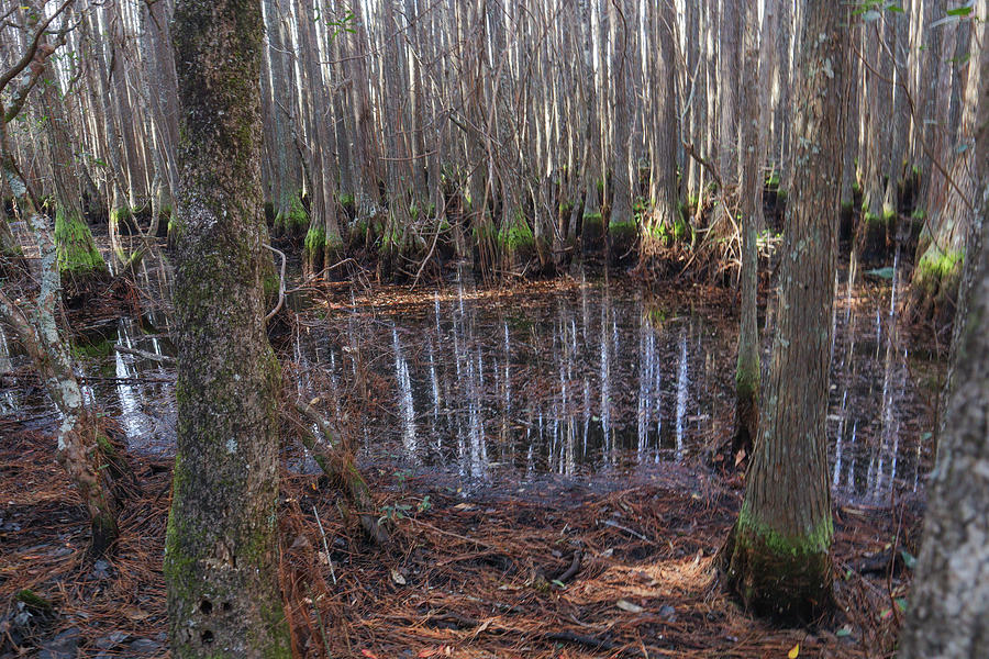 Deep Swamp Cypresses Photograph