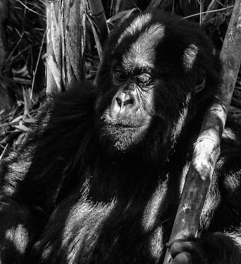 Deep thought, or not? Photograph by ROAR AFRICA by  Rockford Draper